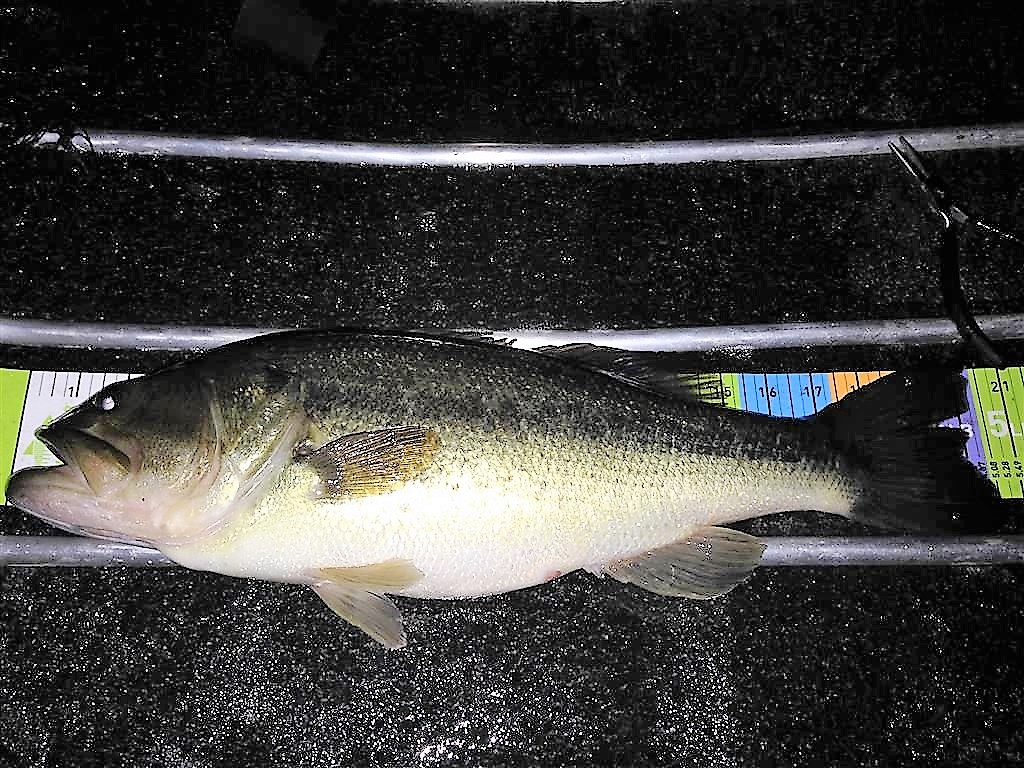 VT Fish & Wildlife Master Angler Search