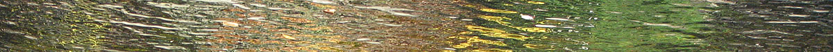 DEC - autumn stream